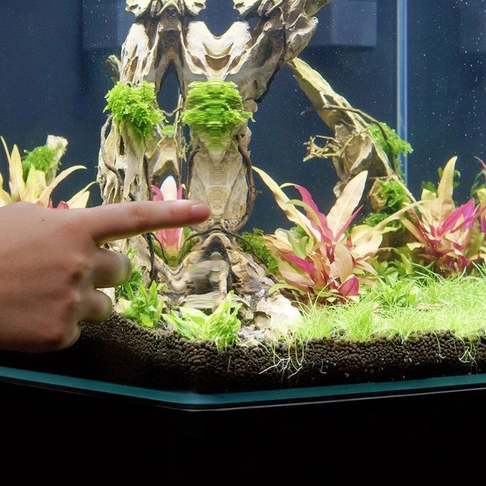 Kubus Curve 65l Basic Fish Aquarium - Aquatlantis