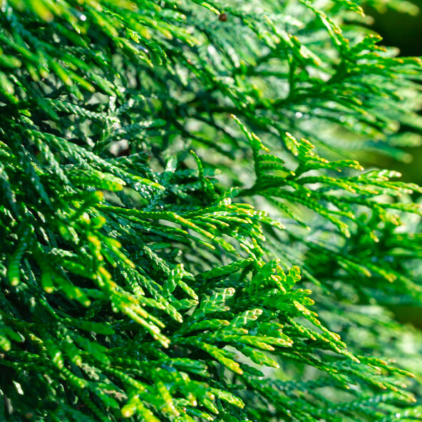 Gard viu Thuja Emerald, 20 buc.