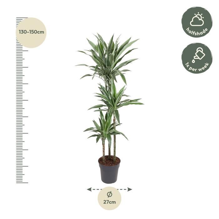 Dracaena Warneckei en pot Ø27cm. Plante verte type Dracaena Warneckei, livrée en pot, idéale pour intérieur lumineux.