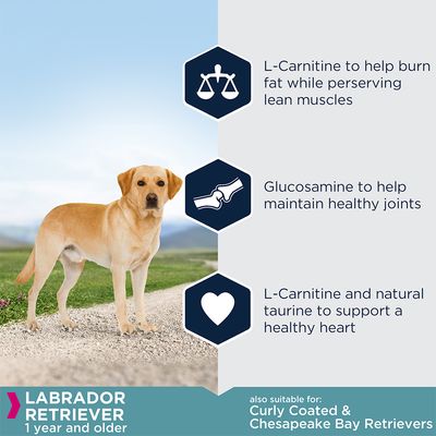 Eukanuba Labrador Retriever Voksen