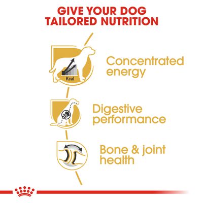 Royal Canin Grand Danois Adulte