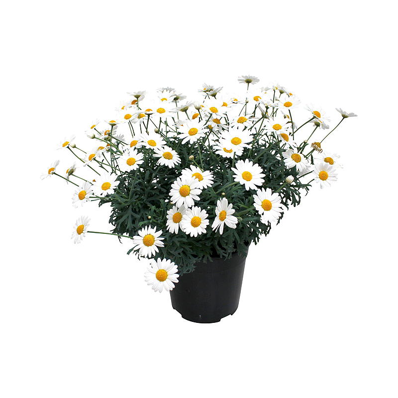 Vit prästkrage P11, argyrantemum