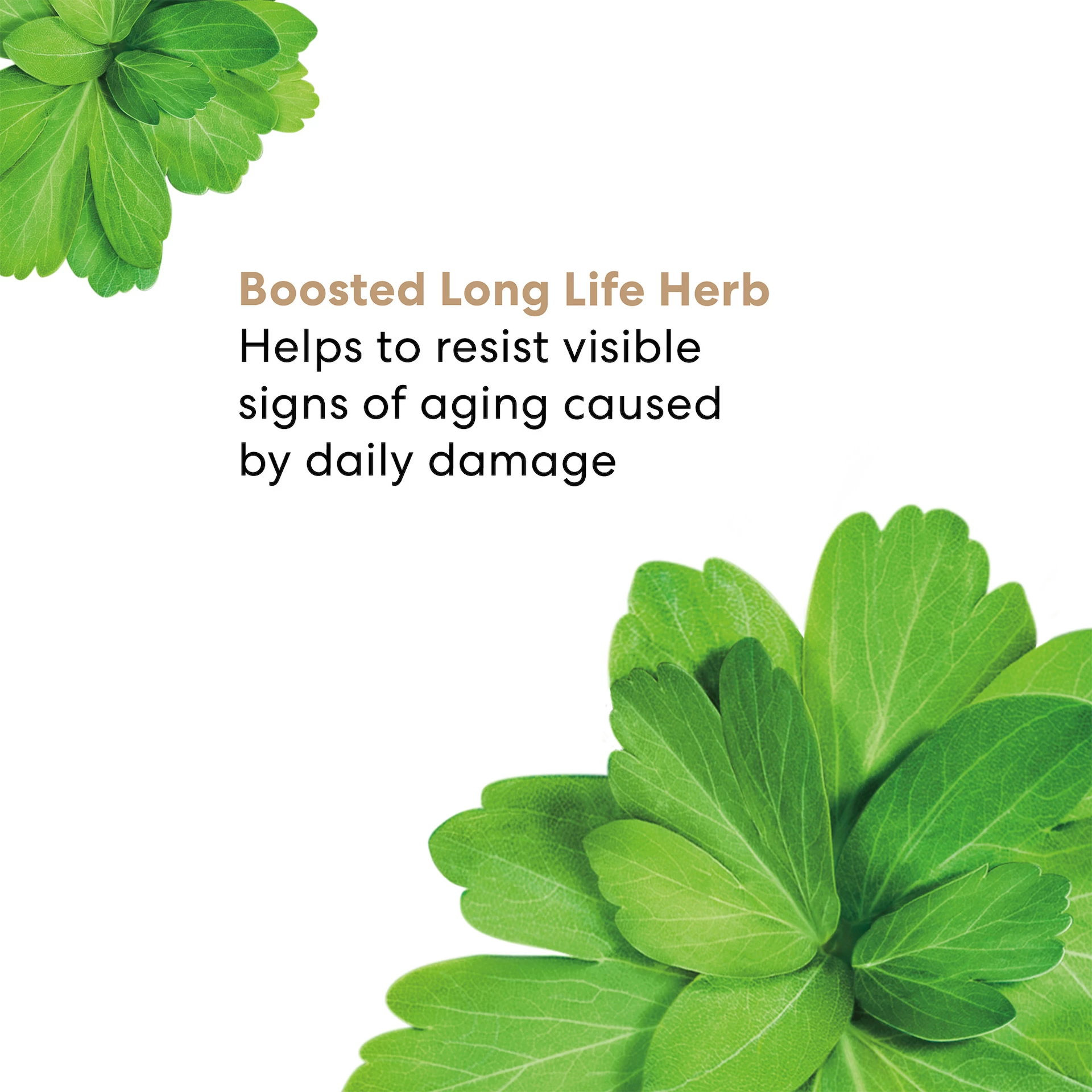 Skinlongevity Long Life Herb Eye Treatment 2 g - bareMinerals