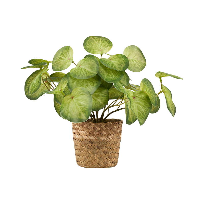 Planta verde de 25 cm con cesta