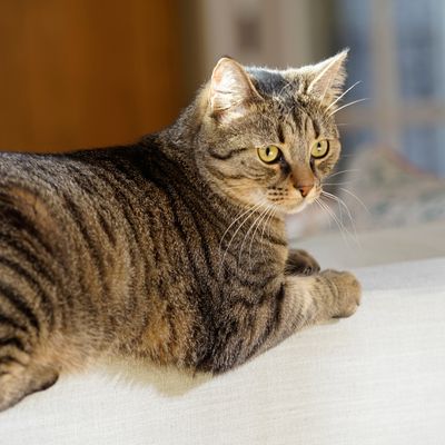 PetSafe® Ekstremt Vejr Kæledyrsleum