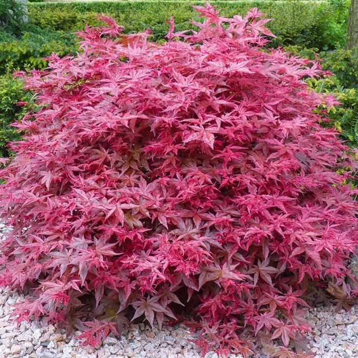 Acer palmatum 