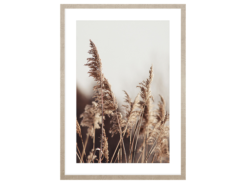 Obraz w ramie Pampas Grass Of The Wind No. 1 53x73 cm