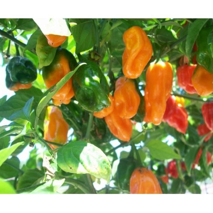 25 Graines de Piments Antillais Habanero - legumes jardins potager methode BIO