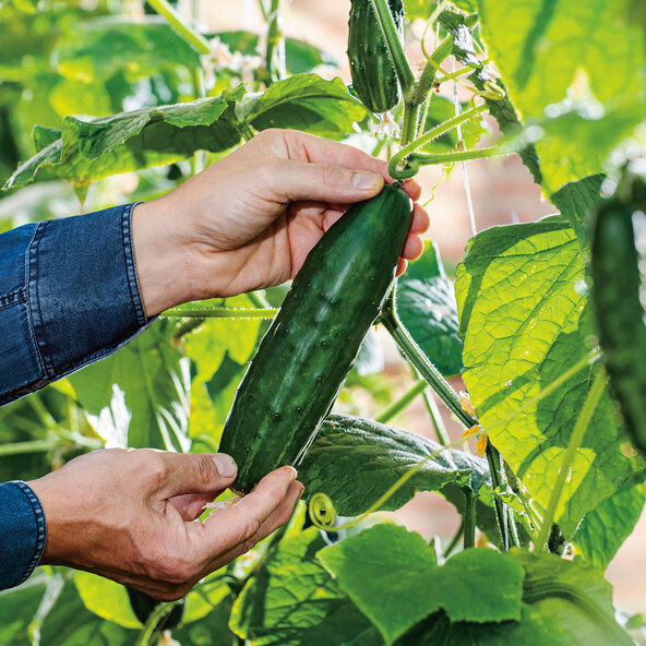 Plante de legume, set de 4