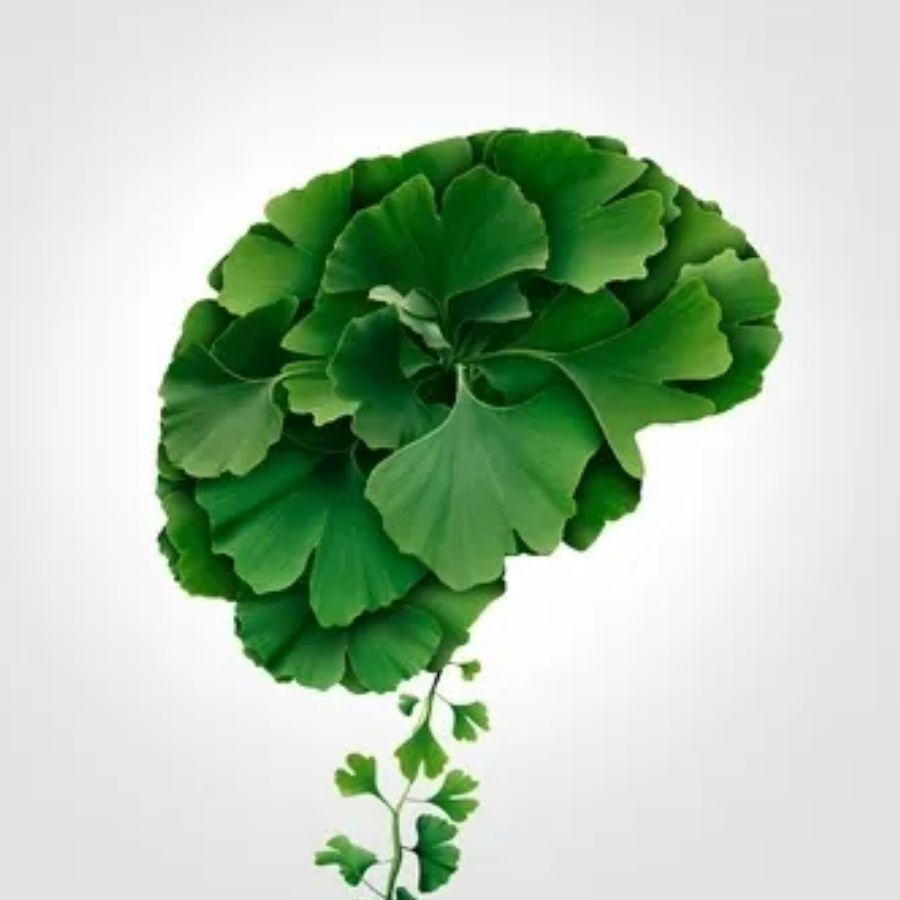 Kenay Ginkgo Biloba Ginkgoselect