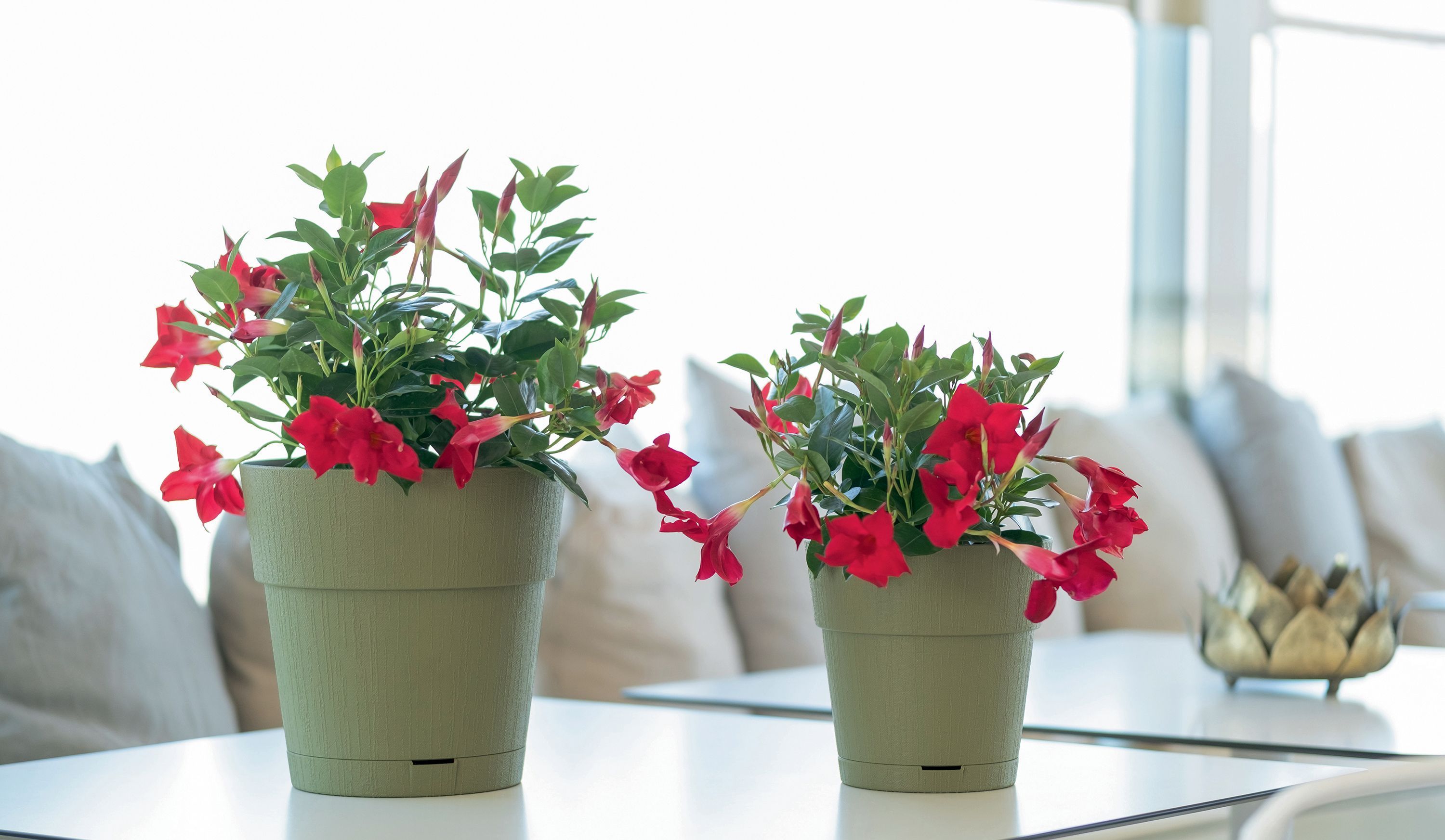 Vaso da fiori STEFANPLAST ETHICA - 2 L - 40 x h39 cm - Con serbatoio d'acqua - Verde oliva