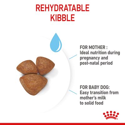 Royal Canin Mini Starter Mor & Babydog