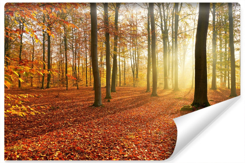 Fototapeta JESIENNY Las Wschód Słońca 3D 90x60cm