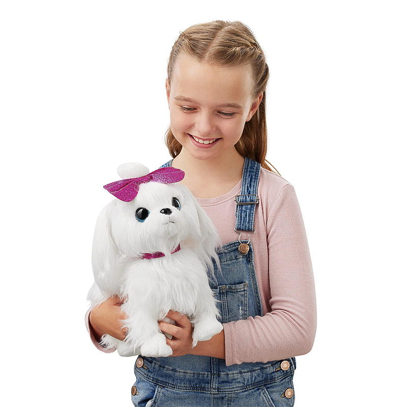 Cachorro Zuru, paseo con cachorro, mascota viva