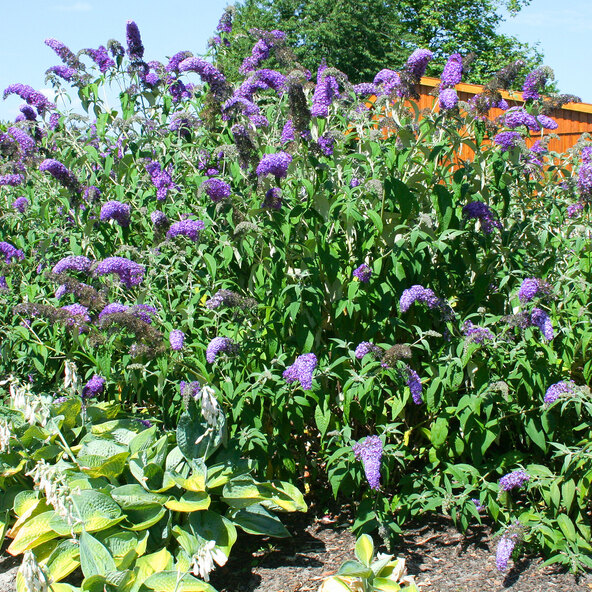 Arbust de fluturi „Minunea înfloririi liliacului”