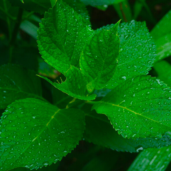 Hagehortensia Rock & Roll
