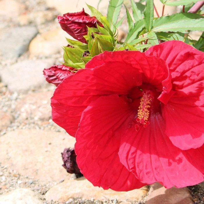 Moeras Hibiscus Luna™ Rood F1
