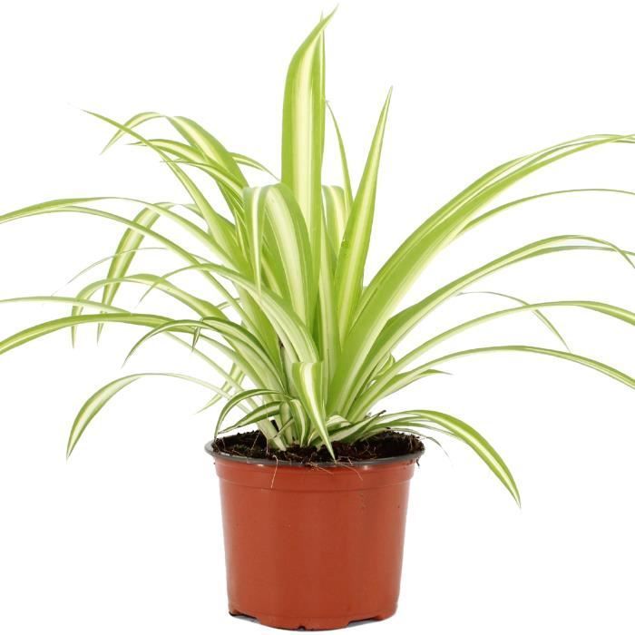 Chlorophytum Variegatum - Spinnenplant | Cadeau voor binnen (inclusief pot van 20 tot 30 cm)