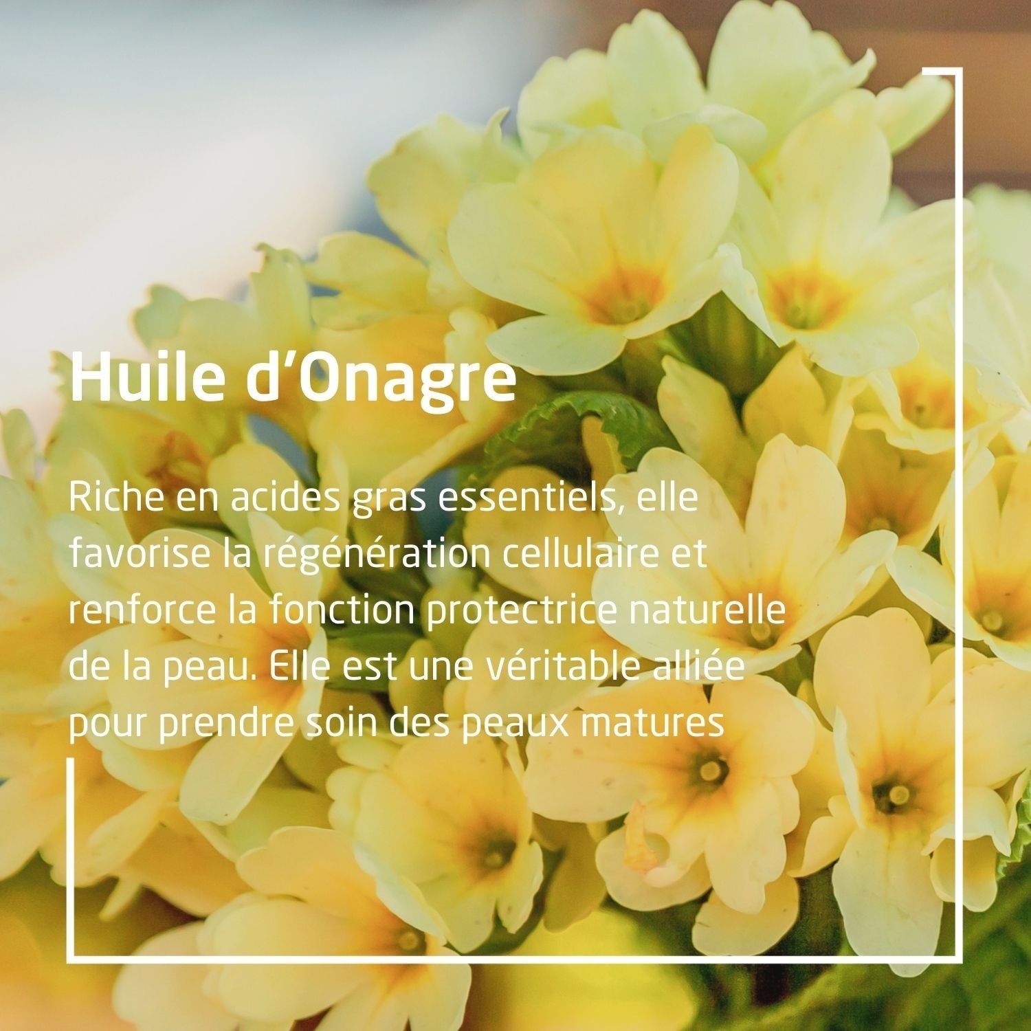 Weleda Onagre Huile revitalisante - 100 ml (flacon pompe)