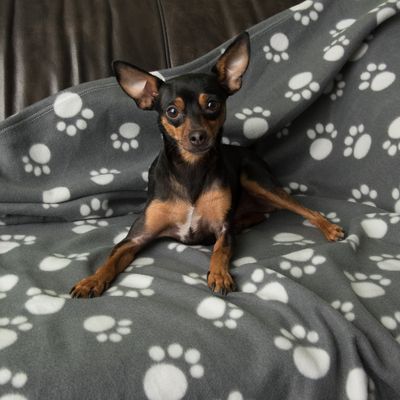 Coperta in pile Pawty