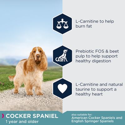 Eukanuba Cocker Spaniel (Erwachsener)