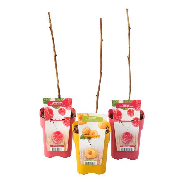 Plante de zmeură „Simfonie”, set de 3