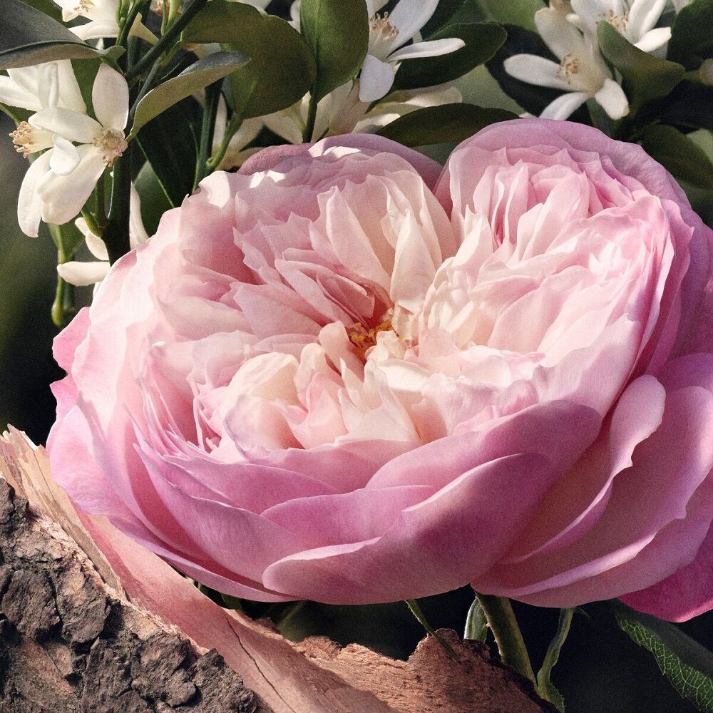Chloé Rose Naturelle