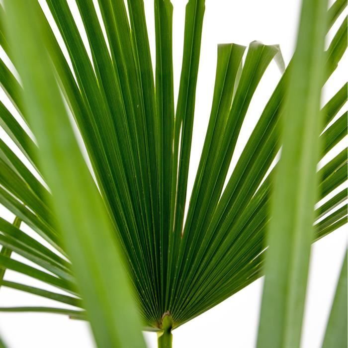 Trachycarpus Fortunei - Palmier chinois - Palmier - Rustique – D24 cm - H70-80 cm