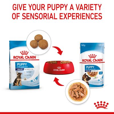 Royal Canin Maxi Puppy in Soße