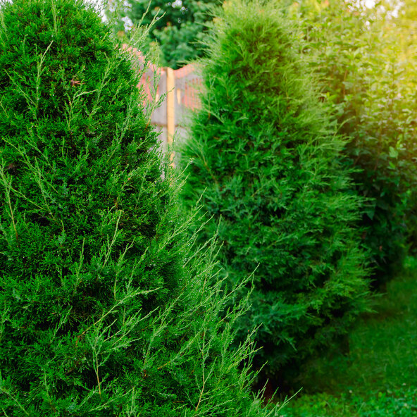 Gardul viu Thuja Brabant arborvitae, 15 m