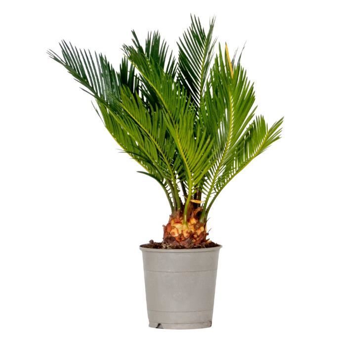 Cycas Revoluta - Palmera de la paz - Palmera - Bajo mantenimiento - Diámetro 12 cm - Altura 30-40 cm