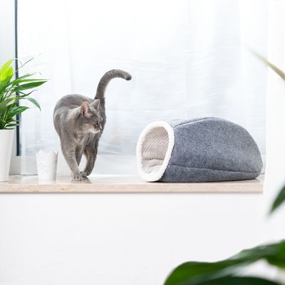 Cosma Kattehule