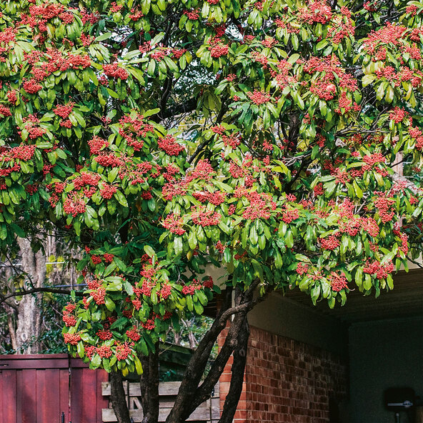 Photinia, măcăleandru roșu, 220–240 cm