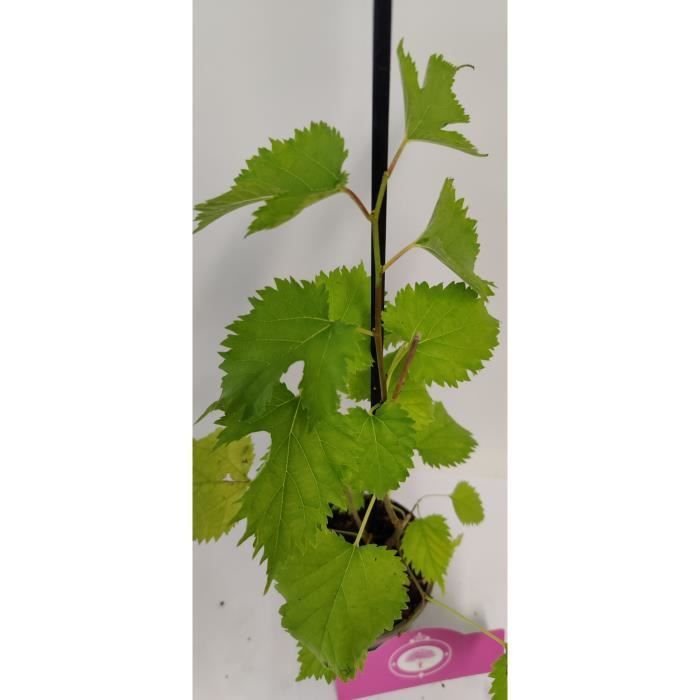 Arbustos de bayas especiales - Schramas - Mezcla de 4 variedades - Maceta de 9 cm - Frutos comestibles - Resistente al frío