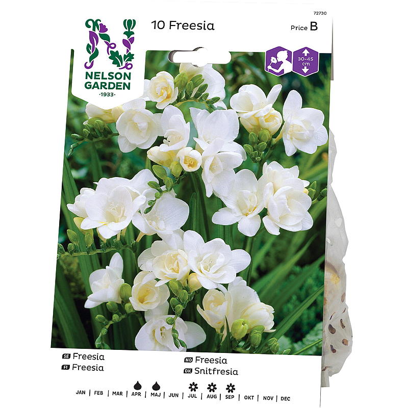 Nelson tuin Freesia Double, Freesia hybrida, wit