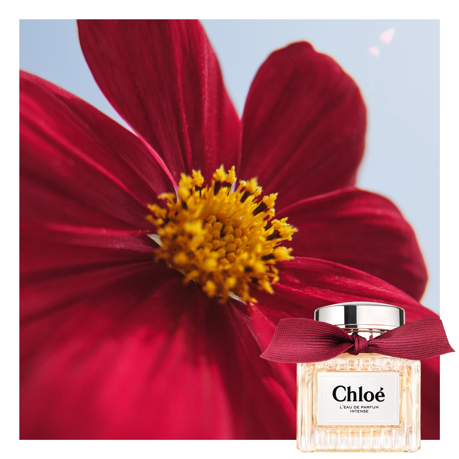 L'EdP Intense 50 ml - Chloé