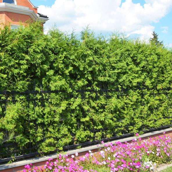 Thuja Brabant, 20 kpl + lannoite
