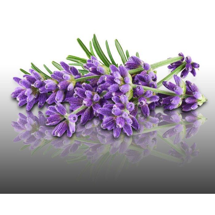 50 graines Aromatiques - LAVANDE VRAIE - True Lavander