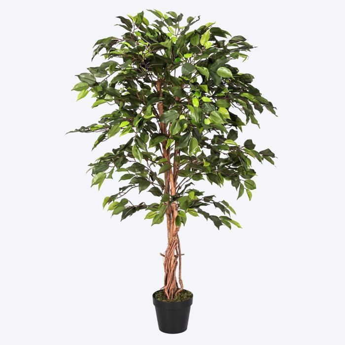 Figuier pleureur Ficus Benjamina Vert en pot 122 cm