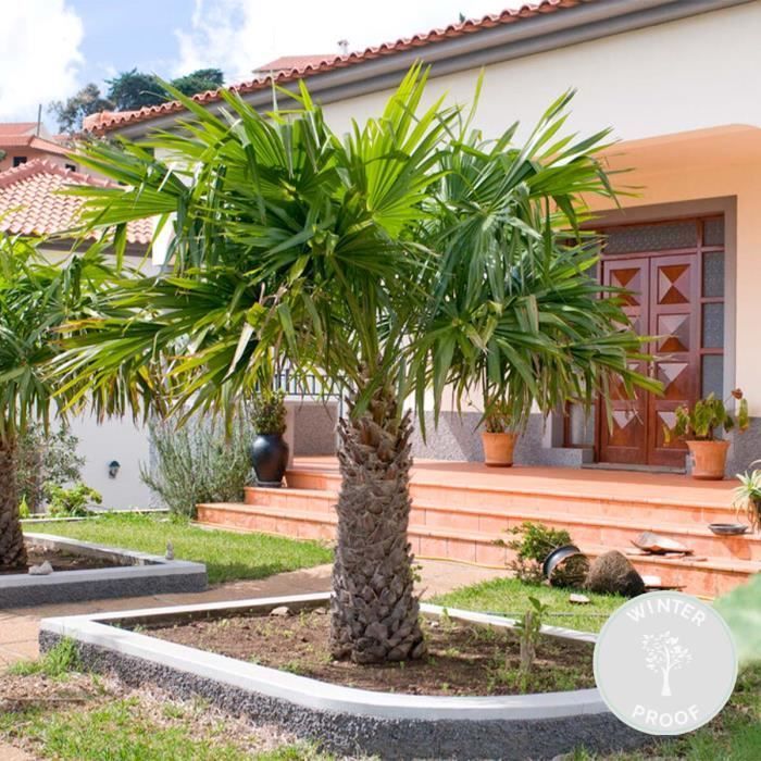 Trachycarpus Fortunei - Palmier chinois - Palmier - Rustique – D24 cm - H70-80 cm