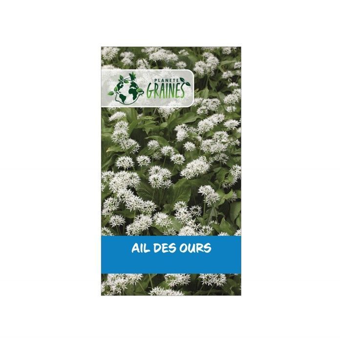 50 semillas de ajo silvestre - Allium ursinum, una planta perenne comestible para bosques y jardines.