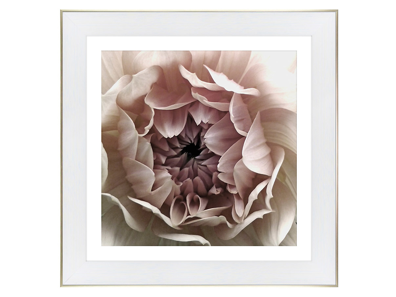 Obraz Biała Dalia 70x70 cm