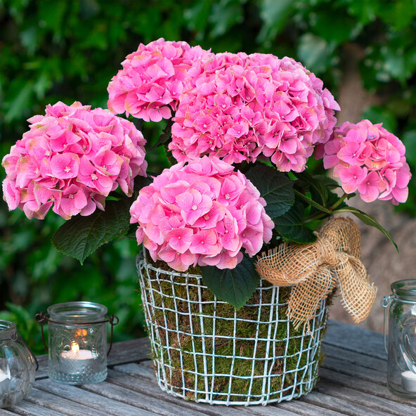 Tuinhortensia Rock & Roll