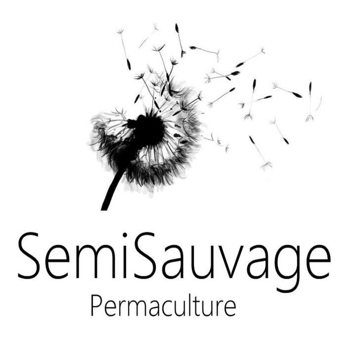 1000 Graines de Trèfle Blanc - SemiSauvage Permaculture
