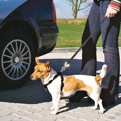 Trixie Hunde-Autogeschirr