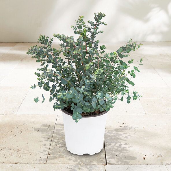 Eukalyptus Blaue Brise