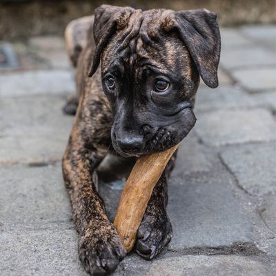 Chewies Coffeewood Chew