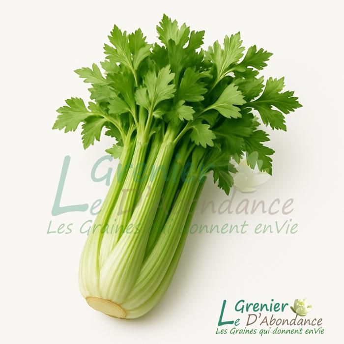 100 semillas aromáticas de apio para cortar (Apium graveolens) - Ideal para adelgazar