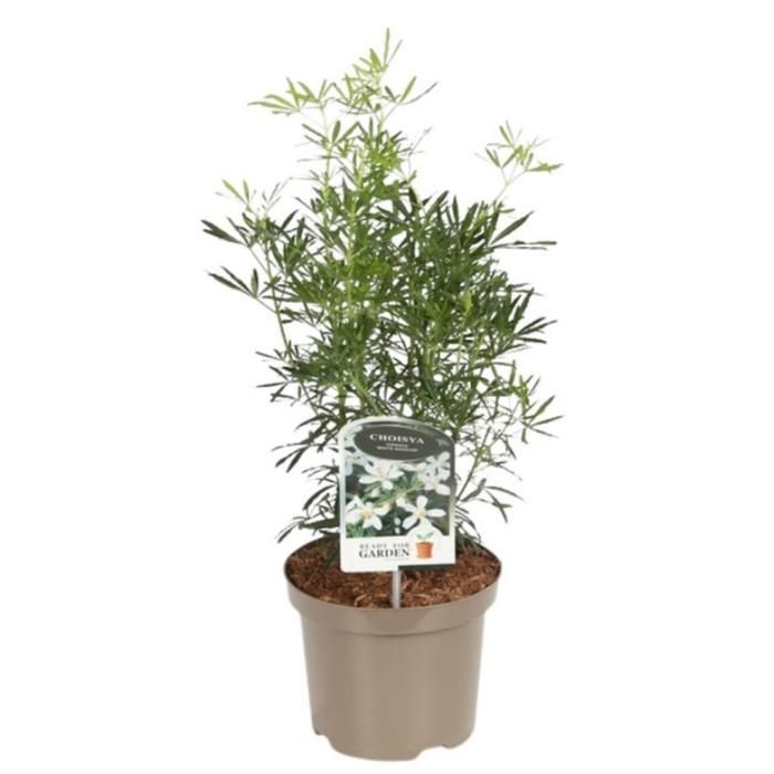 Oranger du Mexique - Choisya Ternata White Dazzler 30cm