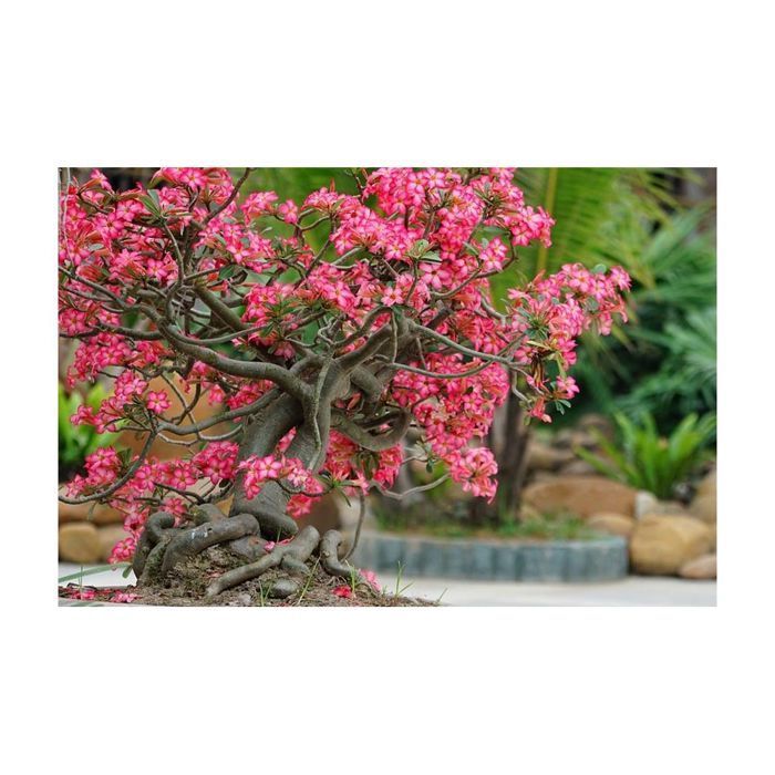 Bonsaigrond 3 kg (verpakking van 3)